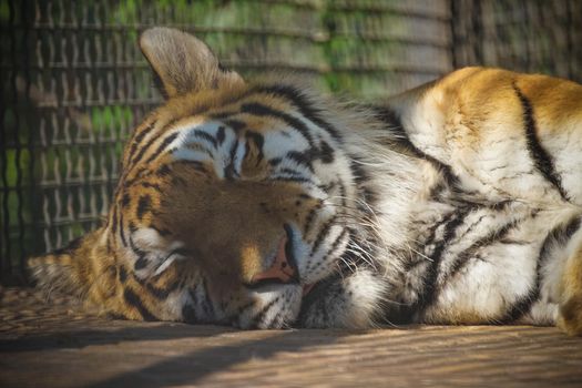 Portrait of a sleeping tiger close-up. Wildlife