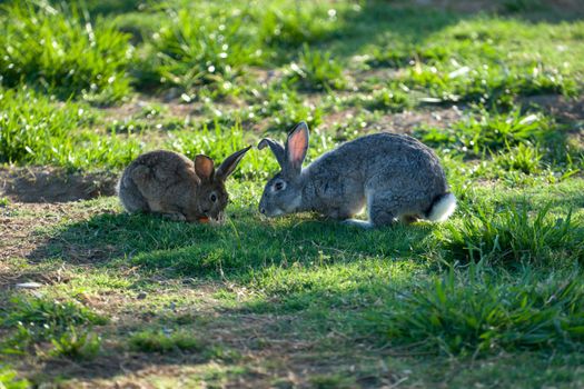 two fluffy rabbit eating on the green lawn