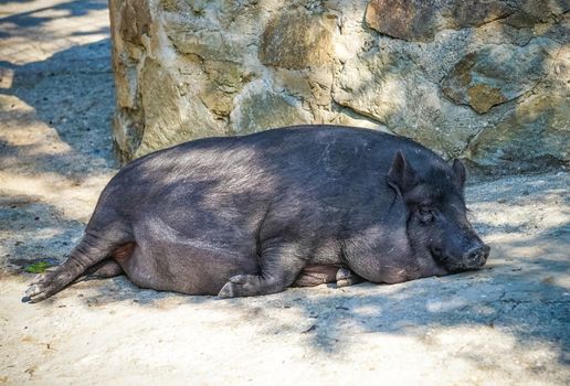 portrait of a pig sleeping on the ground on a Sunny day