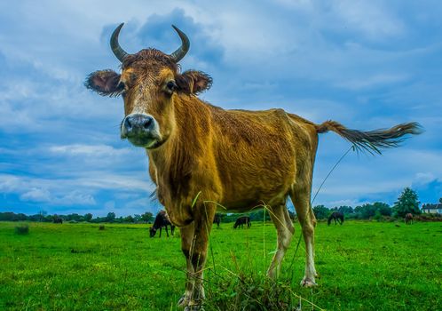 Portrait of a red cow on a background of green grass