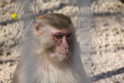 Portrait of a little monkey sitting in a cage in monkeys nursery. Sukhumi, Abkhazia,