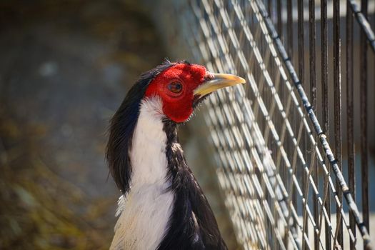 Portrait of colorful chicken close-up