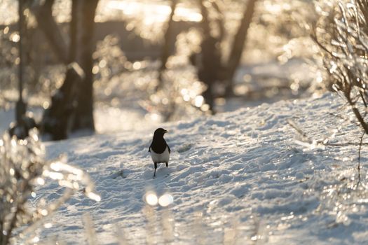 Portrait of a magpie in a winter park against the background of snow