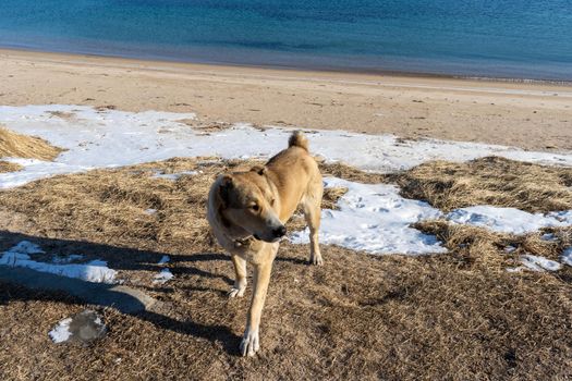 Portrait of a dog on the background of the sea shore.