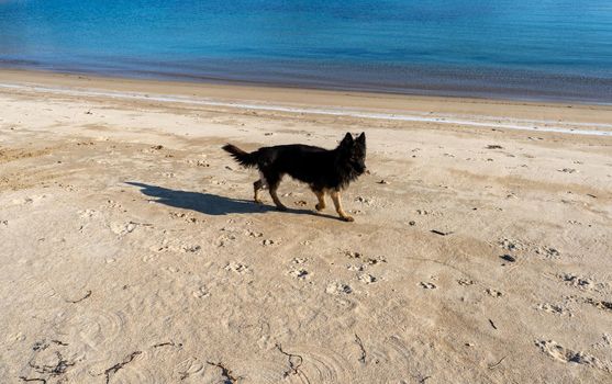 Portrait of a black dog on a beach background.