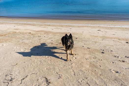 Portrait of a black dog on a beach background.