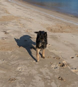 Portrait of a black dog on a beach background.