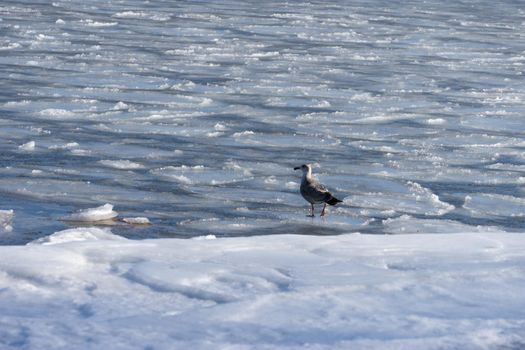 Seascape with a Seagull on the frozen surface of the sea