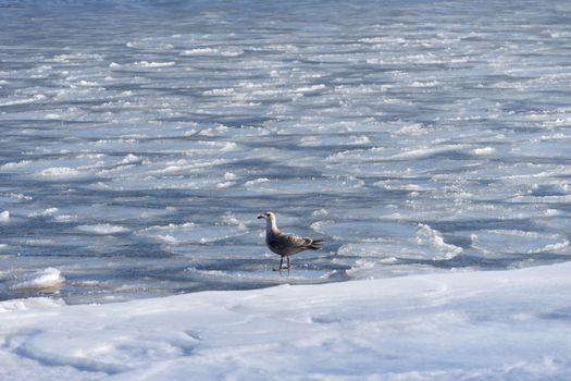 Seascape with a Seagull on the frozen surface of the sea