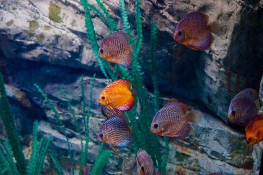 Fish the World's oceans in a large aquarium mimics the natural environment