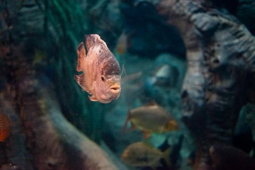 Fish the World's oceans in a large aquarium mimics the natural environment