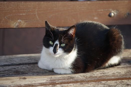portrait of a black and white cat on a wooden bench on a Sunny day