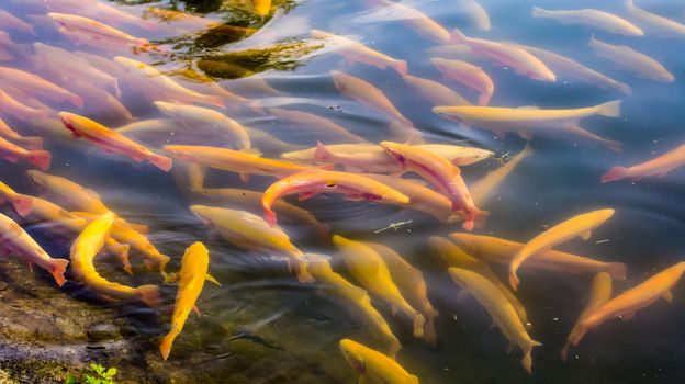 Golden trout on the background of the water surface. Beauty of nature