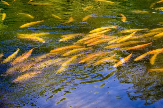 Golden trout on the background of the water surface. Beauty of nature