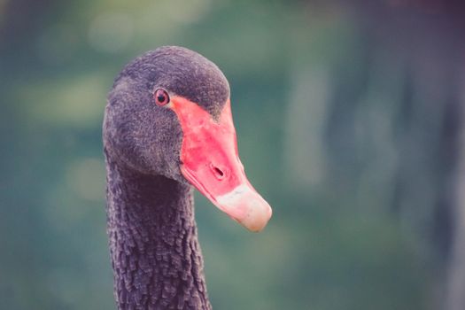 portrait of a black Swan on a green blurred background.