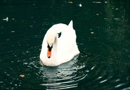 White Swan on a dark lake background.