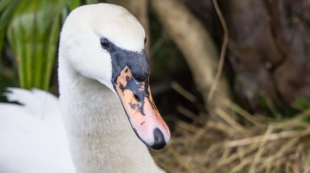 Portrait of a white Swan close-up on a floral background. Wildlife, birds.