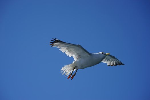 Sea gull in flight against the blue sky on a clear summer day.