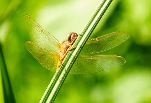 Portrait of a dragonfly on a green plant background, wildlife