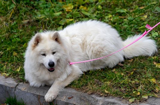 Portrait of a fluffy white dog lying on the grass.