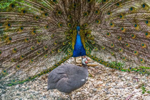 Portrait of a young peacock with an open tail. Beauty of nature.