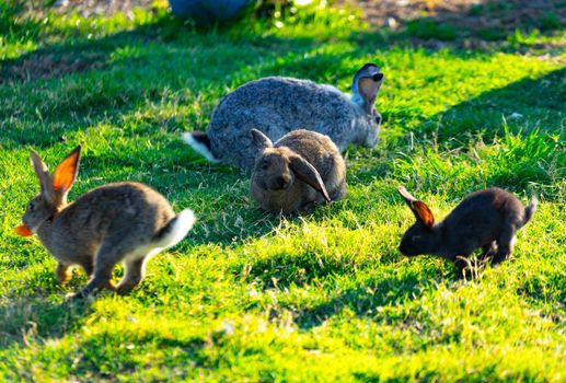 A lot of colored rabbits with fluffy hair sitting on green grass on the meadow in Sunny weather.