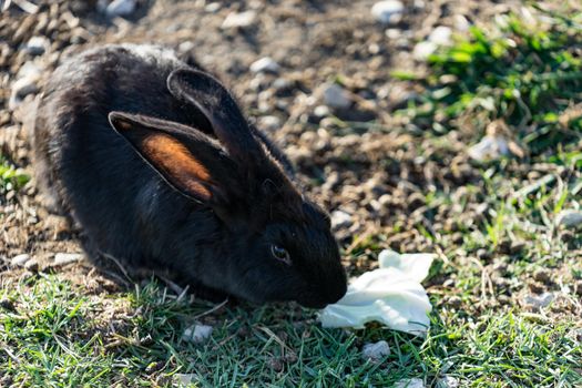 Rabbit with black-and-brown coat sits on green the grass on a glade in solar weather.