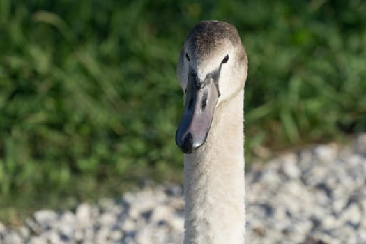 swans in the ornithological Park of Sochi, Krasnodar region