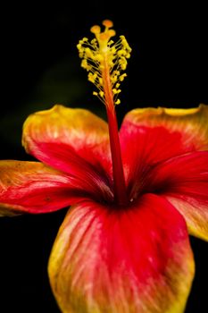 Fully blooming red and yellow hibiscus flower. No people