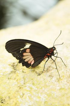 Black butterfly with red spots. No people