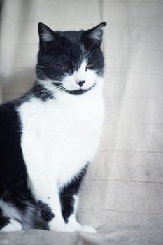 Black and white cat with immunodeficiency. Two and a half years of age