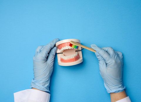 female hand in blue latex gloves holds plastic model of a human jaw with white teeth and  wooden toothbrush on a blue background, oral hygiene