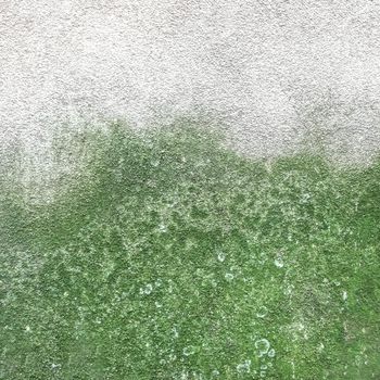 Wall with mold and moss. Mold and green moss on dirty concrete wall texture.