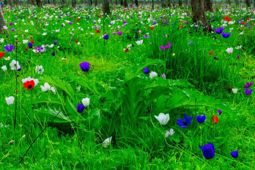 View of colorful Anemone wildflowers, near Megiddo, Northern Israel