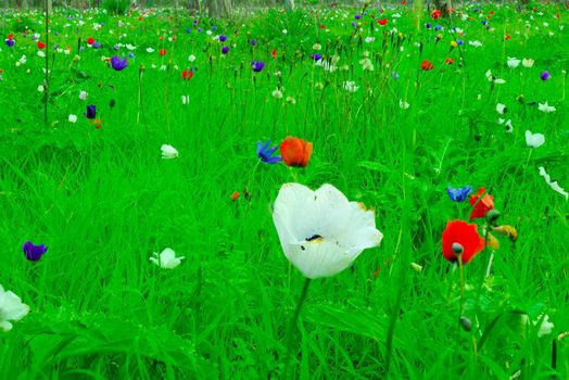 View of colorful Anemone wildflowers, near Megiddo, Northern Israel
