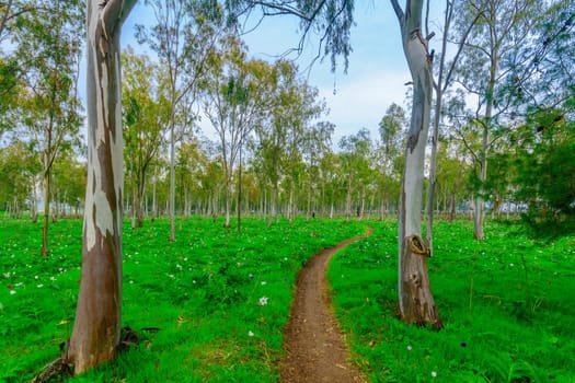 View of a footpath and colorful Anemone wildflowers in a Eucalyptus grove, near Megiddo, Northern Israel