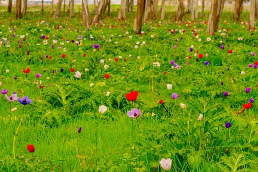 View of colorful Anemone wildflowers in a Eucalyptus grove, near Megiddo, Northern Israel