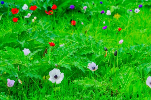 View of colorful Anemone wildflowers, near Megiddo, Northern Israel