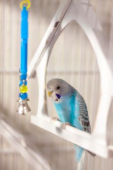 A budgie. A blue budgie sits in a cage. Poultry. A budgie in a birdcage.