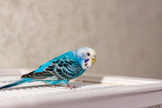 A beautiful blue budgie sits without a cage. Tropical birds at home. Feathered pets at home.