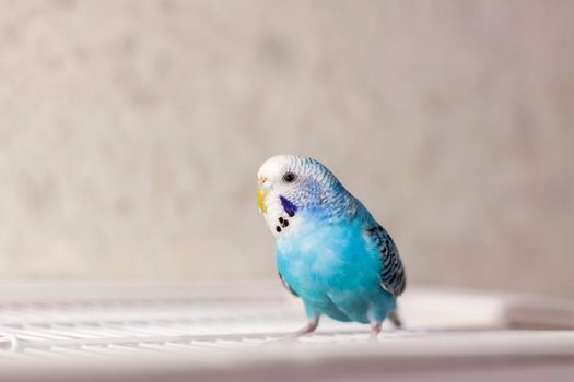 A beautiful blue budgie sits without a cage. Tropical birds at home. Feathered pets at home.