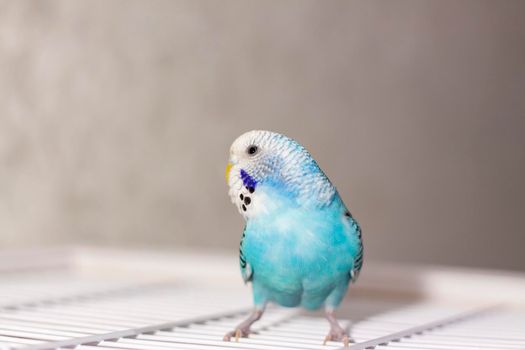 A beautiful blue budgie sits without a cage. Tropical birds at home. Feathered pets at home.