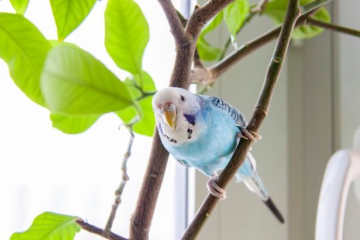 A beautiful blue budgie sits without a cage on a house plant. Tropical birds at home. Feathered pets at home