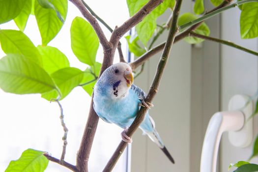 A beautiful blue budgie sits without a cage on a house plant. Tropical birds at home. Feathered pets at home.