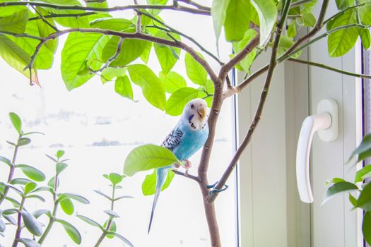 A beautiful blue budgie sits without a cage on a house plant. Tropical birds at home. Feathered pets at home.