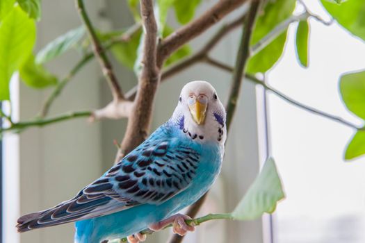 A beautiful blue budgie sits without a cage on a house plant. Tropical birds at home. Feathered pets at home.