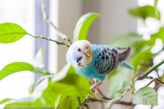 A beautiful blue budgie sits without a cage on a house plant. Tropical birds at home. Feathered pets at home