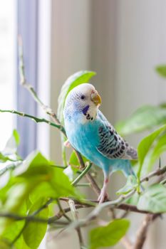 A beautiful blue budgie sits without a cage on a house plant. Tropical birds at home. Feathered pets at home.