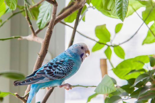 A beautiful blue budgie sits without a cage on a house plant. Tropical birds at home. Feathered pets at home. 