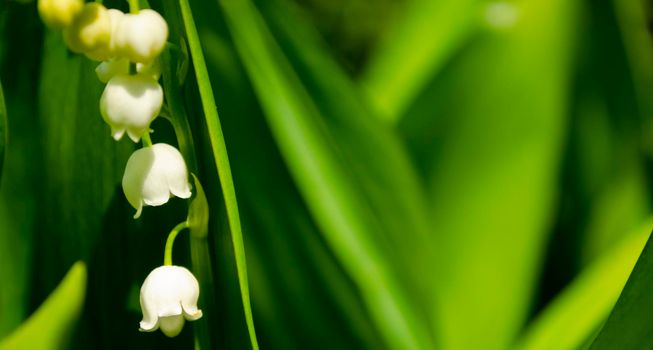 Flower Spring Sun White Green Background May lily of the valley, white flowers on a background of dark green leaves. Spring flower lily of the valley. Lily of the valley. Ecological background Blooming lily of the valley green grass background in the sunlight.